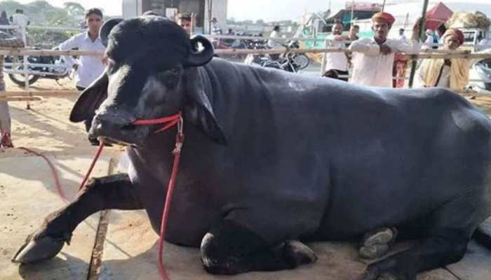 Man rapes buffalo calf in Maharashtra Pune, passersby catch, then THIS happened