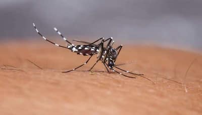 BEWARE of Mosquito-Borne Diseases! Dengue-Malaria is increasing at an alarming rate HERE