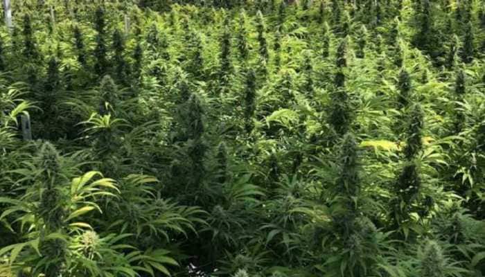 &#039;Cannabis legalisation&#039; an election issue in Himachal Pradesh polls, to benifit 30,000 poor farming families