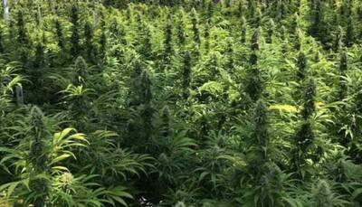 'Cannabis legalisation' an election issue in Himachal Pradesh polls, to benifit 30,000 poor farming families
