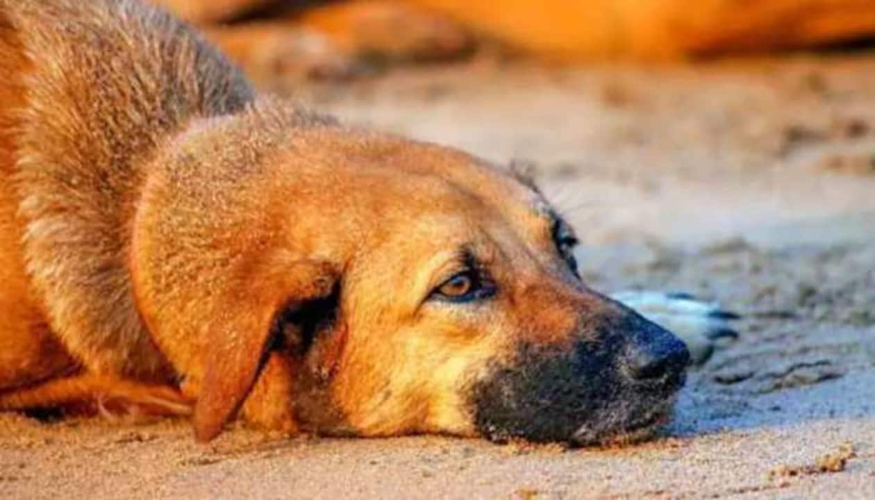 SHOCKING! Food delivery man rapes stray dog in Mumbai, arrested | India  News | Zee News