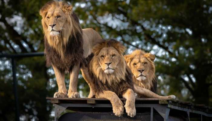Five lions escape from their enclosure at Sydney Zoo, prompt authorities to sound &#039;code one&#039; alert 