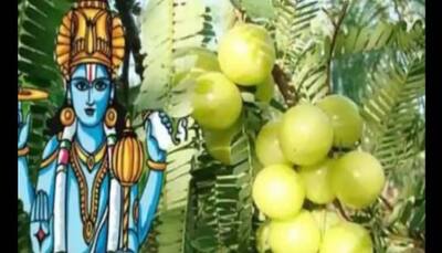 Amla Navami 2022: Date, time, puja vidhi and significance
