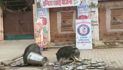 WATCH: Pigs lick utensils outside Rajasthan govt-run food centre; BJP hits out at CM Gehlot
