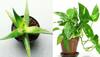 SEVERE air quality in Delhi-NCR: 5 indoor plants that will act as natural air purifiers