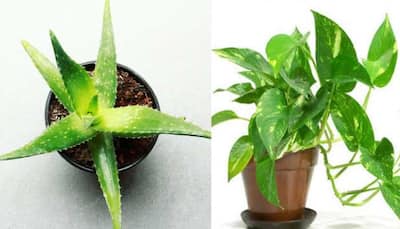 SEVERE air quality in Delhi-NCR: 5 indoor plants that will act as natural air purifiers