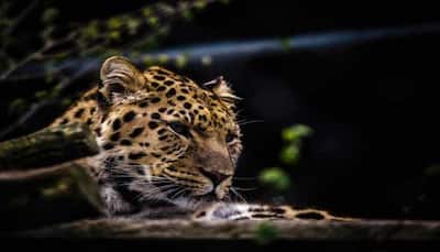 Tamil Nadu forest department on alert as Tiruppur villagers spot leopard