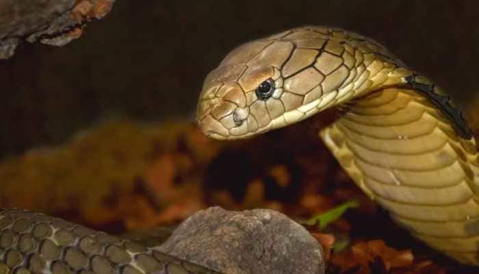 Viral: 8-year-old Chhattisgarh boy, struck by a cobra, bites snake to death - Here&#039;s how