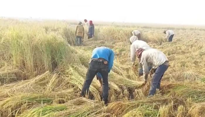 Air Pollution: Haryana farmers take significant STEP, says &#039;Won&#039;t BURN stubble...&#039;