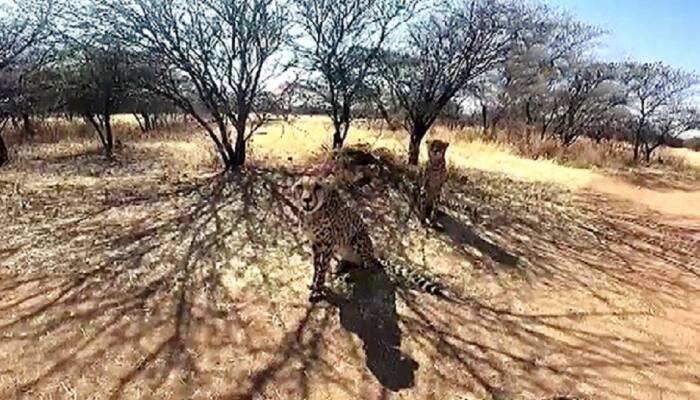 8 cheetahs in Kuno National Park get quarantine clearance, 2 released into acclimatisation enclosure