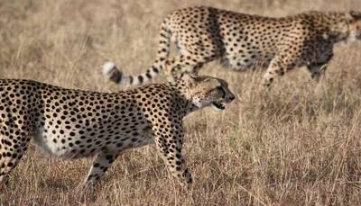 Within 24 hrs of release, cheetahs in Kuno National Park make their first hunt