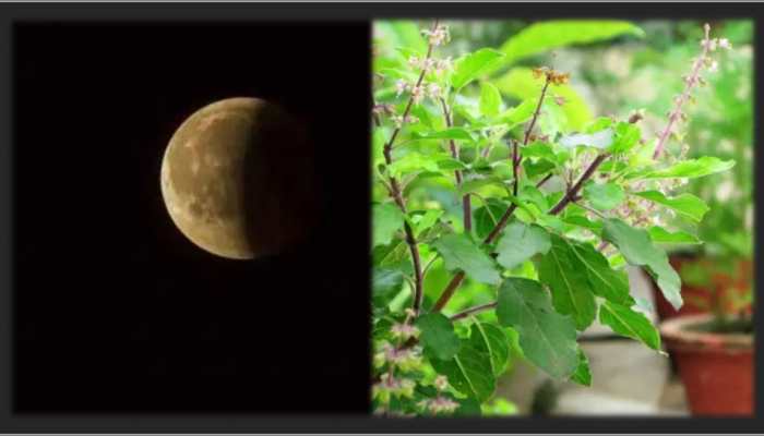 Lunar Eclipse 2022: DO NOT forget to mix 'TULSI' with THIS during Chandra Grahan, OTHERWISE...