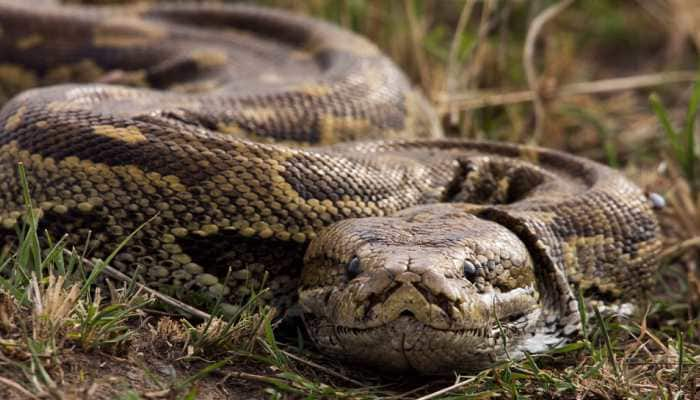 28 RARE pythons, spiders worth Rs 50 CRORE found in Neelachal Express, woman passenger caught red-handed HERE