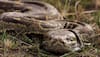 28 RARE pythons, spiders worth Rs 50 CRORE found in Neelachal Express, woman passenger caught red-handed HERE