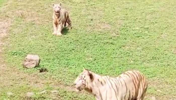 Chhattisgarh: White tiger cub named 'Singham', released in Maitri Bagh Zoo,  draws huge crowd | India News | Zee News