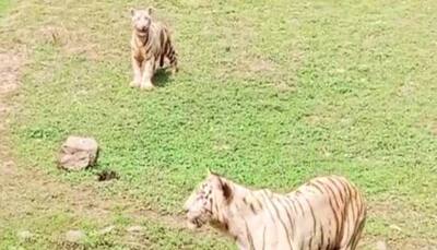 Chhattisgarh: White tiger cub named 'Singham', released in Maitri Bagh Zoo, draws huge crowd