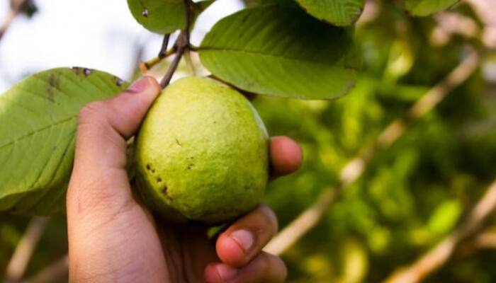 Guava Health Benefits: 5 reasons to include Amrood in your winter diet