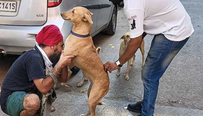 Now, Noida pet owners need to register their dogs, cats; Rs 10,000 fine to be imposed if... 
