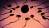 Sperm count in Indian men show a sharp decline: Study