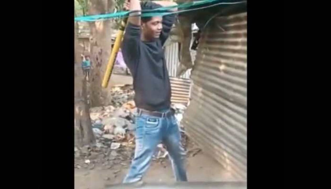 Shocking: Pregnant dog tortured and killed by students in Delhi | India  News | Zee News