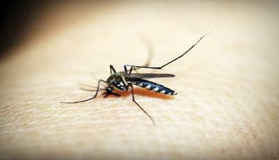 Delhi reports over 1000 dengue cases in Nov, total tally crosses 3000 mark