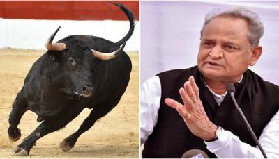 Bull enters Ashok Gehlot's Gujarat election rally, Rajasthan CM terms it 'BJP's CONSPIRACY...'- WATCH
