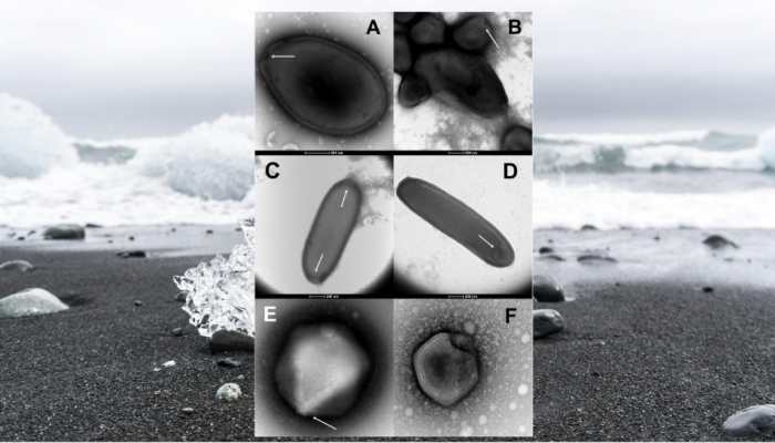 Scientists revive 50,000-year-old 'zombie' virus from Siberian permafrost, is it bad news for earth? | World News | Zee News