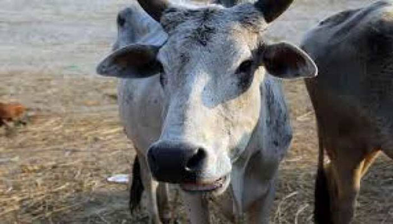 Menanimalsex - Animal brutality: Man rapes cow in Karnataka, arrested | India News | Zee  News
