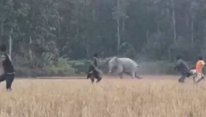 Elephant chases off group of people in Assam&#039;s Goalpara, watch viral video