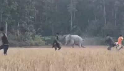 Elephant chases off group of people in Assam's Goalpara, watch viral video