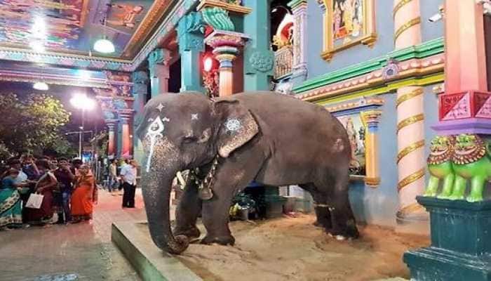 Puducherry: Manakula Vinayagar temple&#039;s &#039;Divine&#039; elephant Lakshmi dies, hundreds gather to pay last respects- WATCH