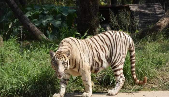 After 4 years, Royal Bengal Tiger spotted in Odisha&#039;s Debrigarh Wildlife Sanctuary