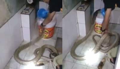 Viral video: Man gives bath to cobra, leaves netizens stunned - WATCH