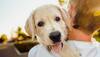 Noida Authority unveils policy for pet dogs/cats; Check registration fee, fine for violation, other details