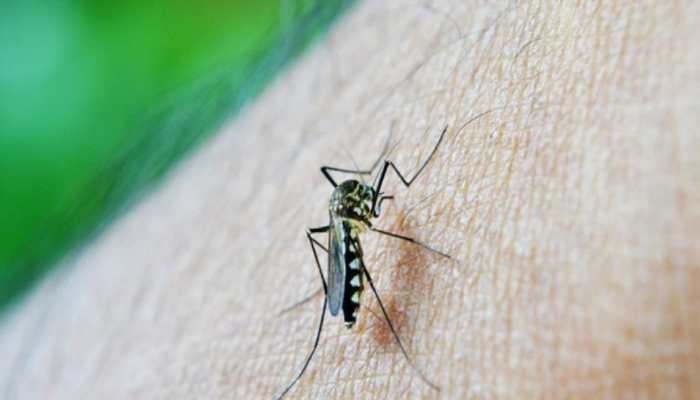 In 1st Zika virus case in Karnataka, 5-year-old girl infected - Here's what you need to know