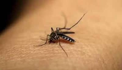 Zika virus: Will India be able to fight an outbreak of the disease? Check what experts have to say