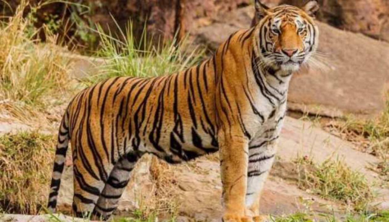 Maharashtra: 2 killed in tiger attacks in Chandrapur, 49 deaths in man- animal conflicts this year | India News | Zee News