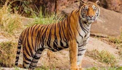 Maharashtra: 2 killed in tiger attacks in Chandrapur, 49 deaths in man-animal conflicts this year