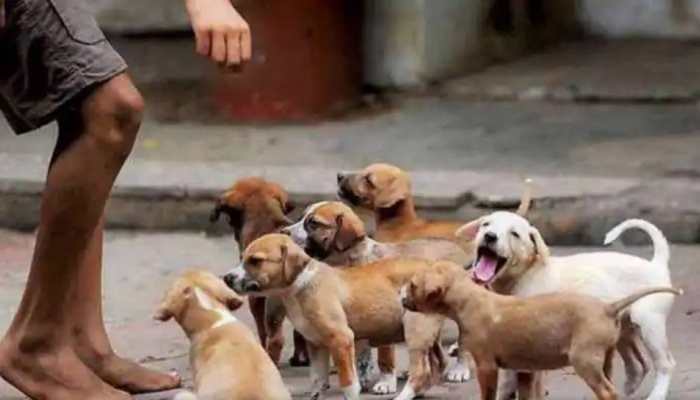 Dear DOG-HATERS, you CAN'T STOP someone from feeding dogs. It's PUNISHABLE