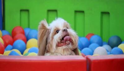 Paw-some December! This 2-day pet festival is the perfect winter weekend for all fluff-parents