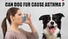 Relationship between asthma and dog fur