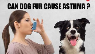 Can dog fur cause asthma? Answers experts; tips for pet lovers to manage symptoms