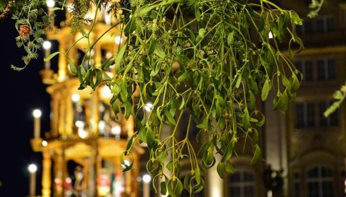 Christmas 2022: Why do we kiss under mistletoe tree - legend behind romantic tradition