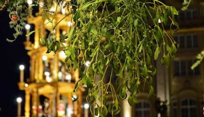 Christmas 2022: Why do we kiss under mistletoe tree - legend behind romantic tradition