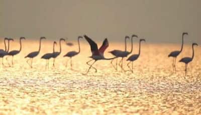 Watch: MESMERISING video of flamingos at Point Calimere in Tamil Nadu