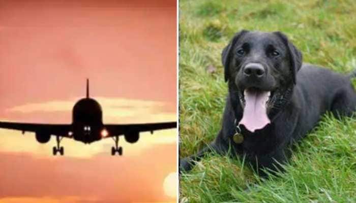 British Airways transports pet dog to Saudi Arabia instead of United States, family says &#039;SHOCKED&#039;