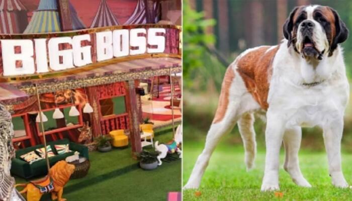 Cute Alert! &#039;Bigg Boss 16&#039; house to welcome a special new member, &#039;Maahim&#039;