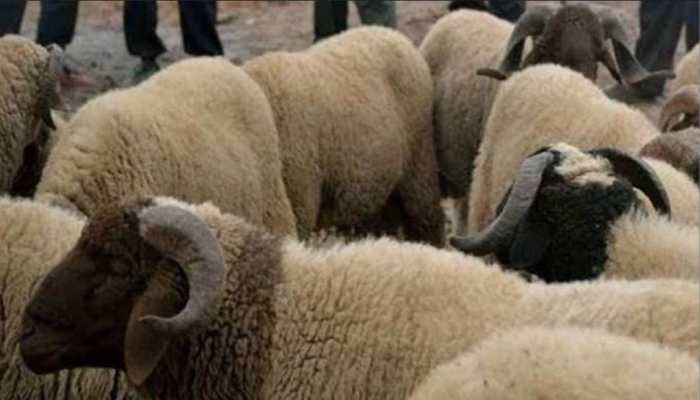 90 sheep run over in freak accident in UP&#039;s Balrampur