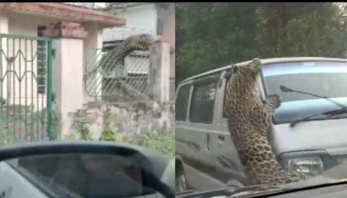 WATCH: Leopard jumps over fence, injures 13 in Assam&#039;s Jorhat