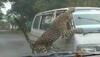 leopard attack in jorhat